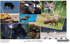 Canada Collage 50 Piece